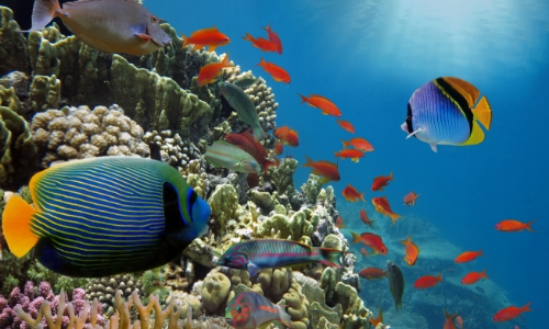Fonds marins des Caraïbes avec divers poissons de tailles et couleurs différentes